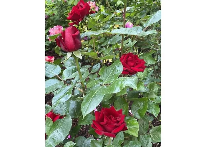 בית נופש Gutmussen 2 A Gols